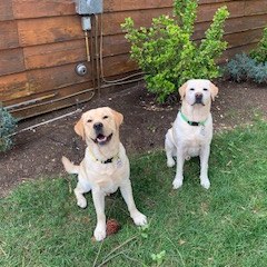 2YellowDogs