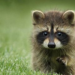 Animals World Pro