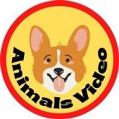 Animals Video