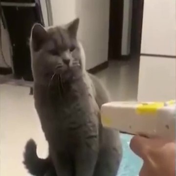 Try Not to Laugh