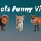 Animals Funny  Videos