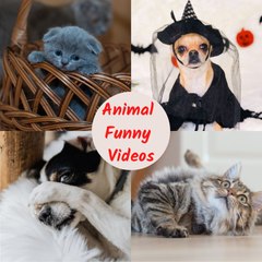 Animal Funny Videos