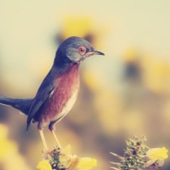 admirahert