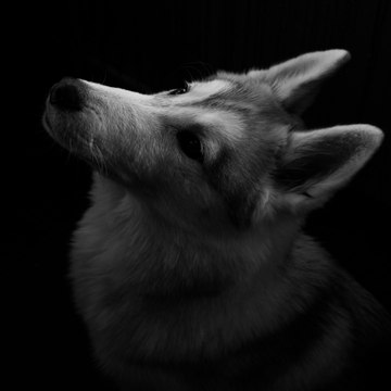 Funny animal plus