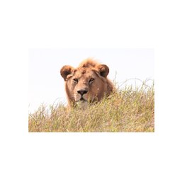 Funniest And Intelligent Animals