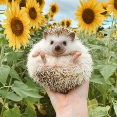 Animal Lover
