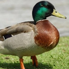 Ducky Bhai official