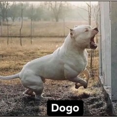 Animals