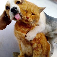 Happy_Life_Funny_Animals