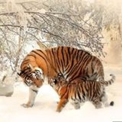 Nature WildLife