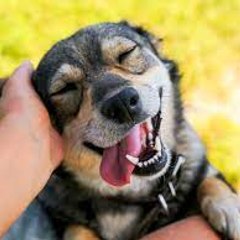 World dog lovers