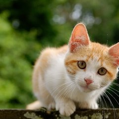 Aww Animals