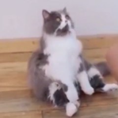Fanny cat video