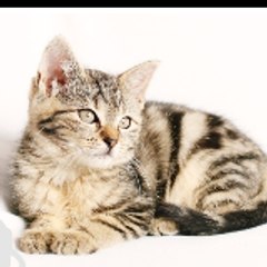 Animal fighting vedio
