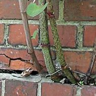 Life in uk with mian