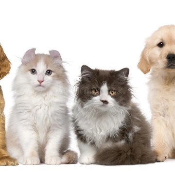 Cute animals