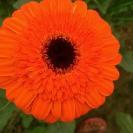 Animals sounds angel