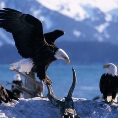 animals life