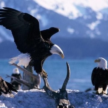 animals life