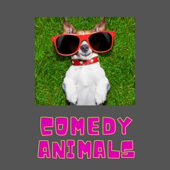 COMEDY ANIMALS