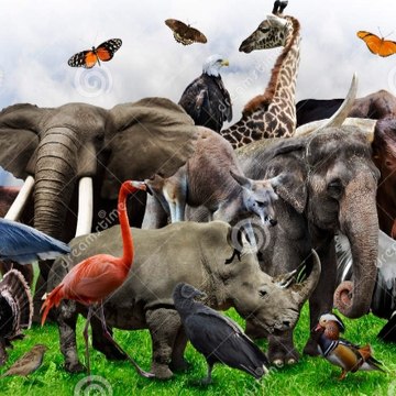 Wild animals