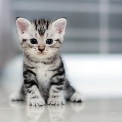 Funny Cats and Cute Cats