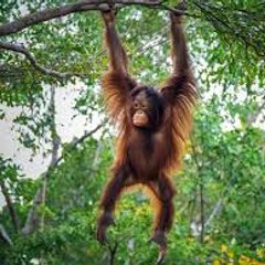 My Home is Jungle