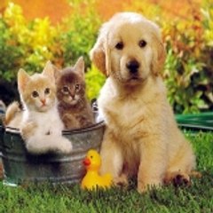 Dogs & Cats