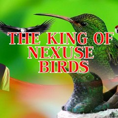 The King Of Nexus Birds
