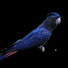 Birds Introduction