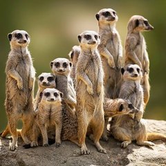 Random Videos