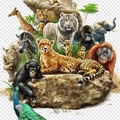 World Animals