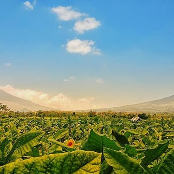Landscape Gunung