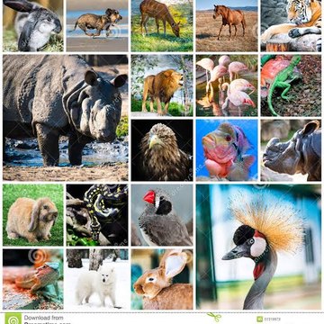Animals Ki Duniya