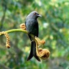 Alam marga satwa