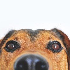 HappyFunnyPets