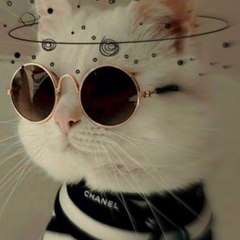 Catlover