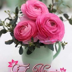 Hamza qurashi
