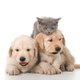 Pets Lovers