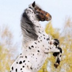 Mohd