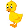 Funny duck