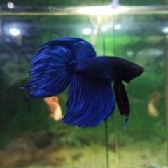 Balık Akvaryum ( Fish Aquarium )