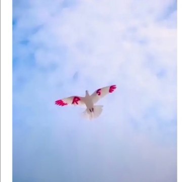 Sharafat Ali vlog Pakistan