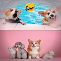 Funny animal fluff club