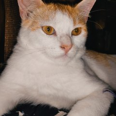 Cat Moment