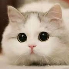 Neko