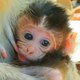 1961 Monkeys