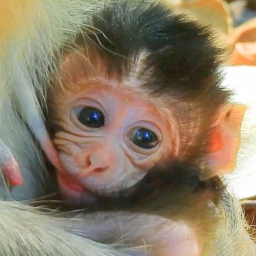 1961 Monkeys