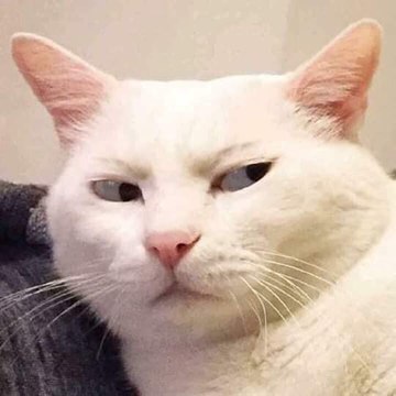 Bocilpedia Cats