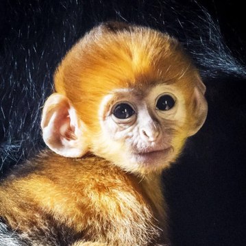 Monkey Jungle
